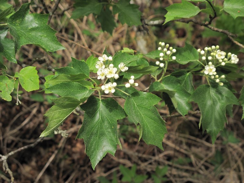 Sorbus torminalis